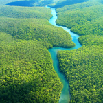Lungs of the Earth