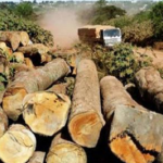Amazon timber