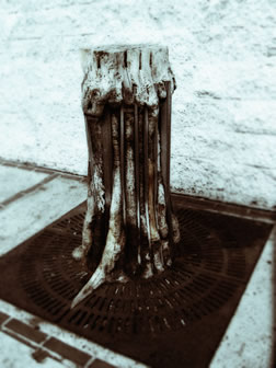 a tortured tree downtown a tortured tree downtown